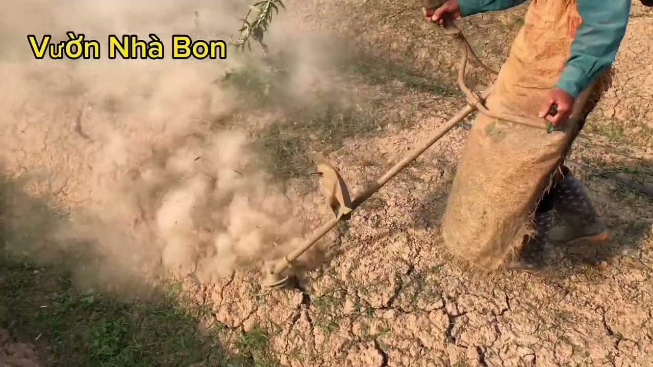 Nông Nghiệp -  cách trừ cỏ cho đào mới trồng và mới uốn - Vườn Nhà Bon