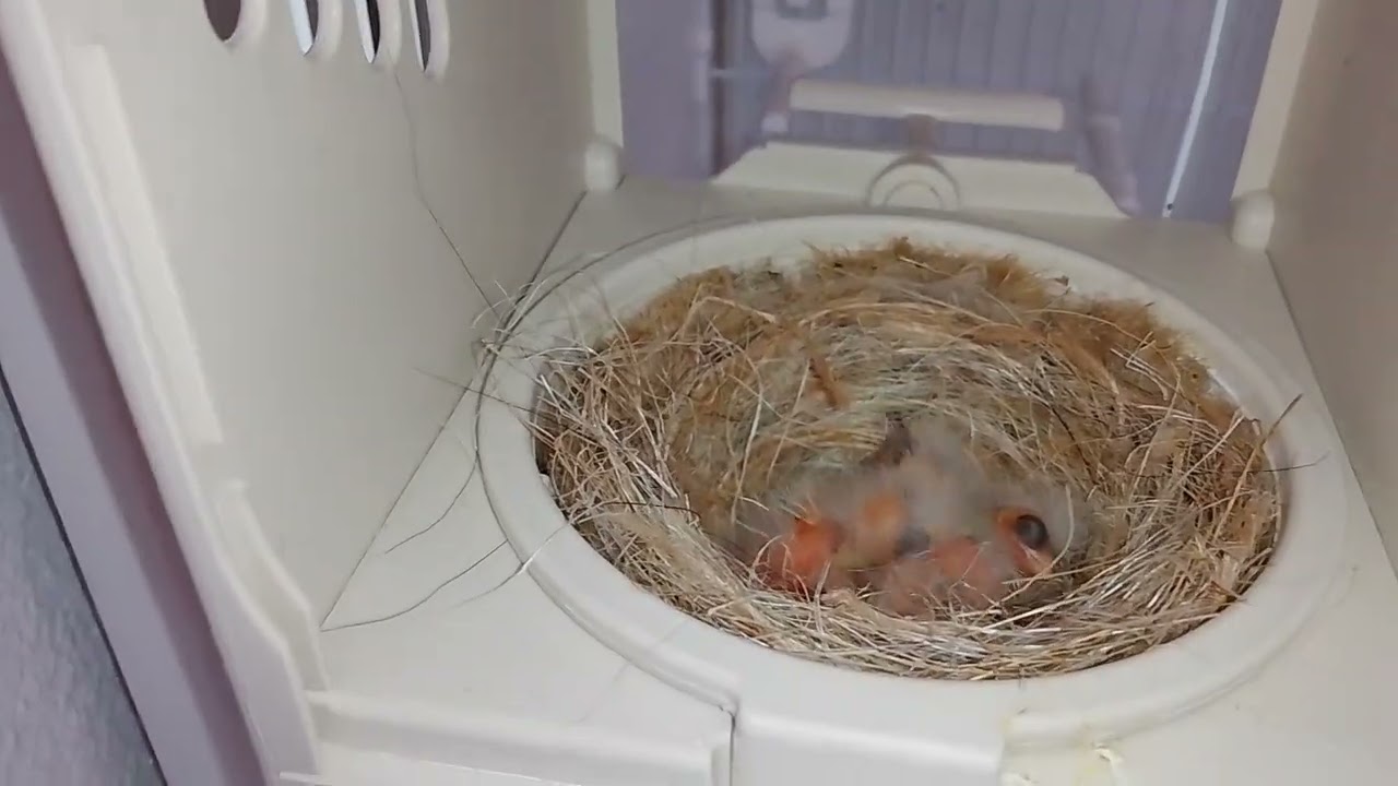 vidéo 22 suivi d'élevage plus naissance