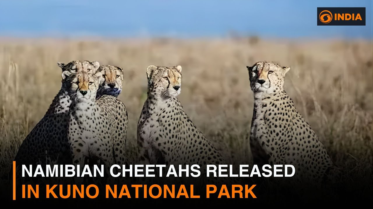 Namibian Cheetahs released in Kuno National Park