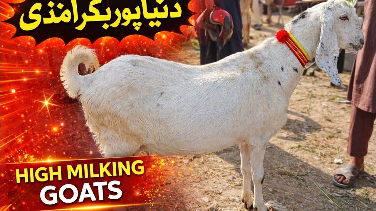 Top quality milk goats for sale in Dunyapur Bakra Mandi 
