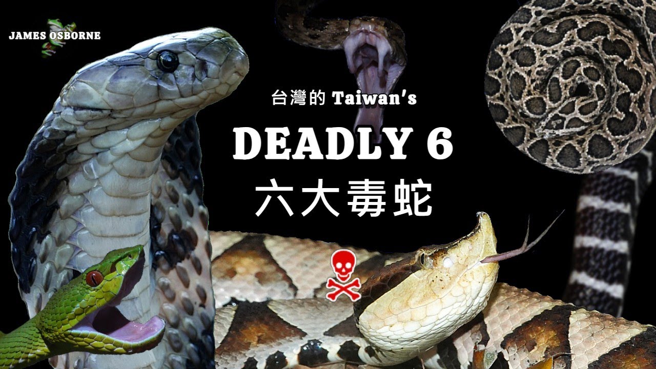 Taiwan's Six Most Dangerous Snakes 台灣的六大毒蛇