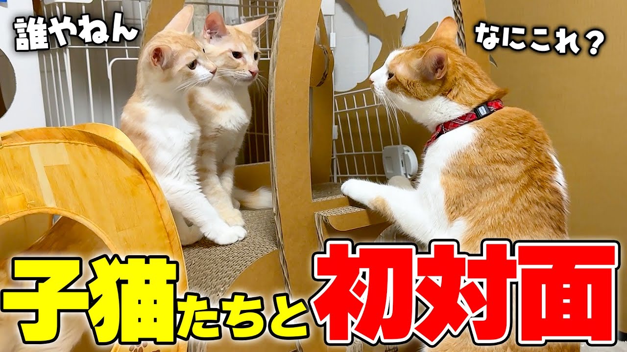 チップが初めて子猫たちと対面した時の反応があまりにも予想外すぎました…！！