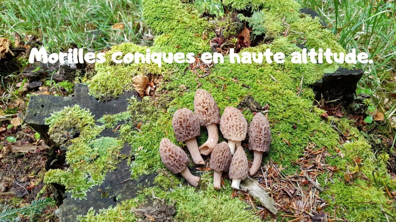 Morille conique en haute altitude