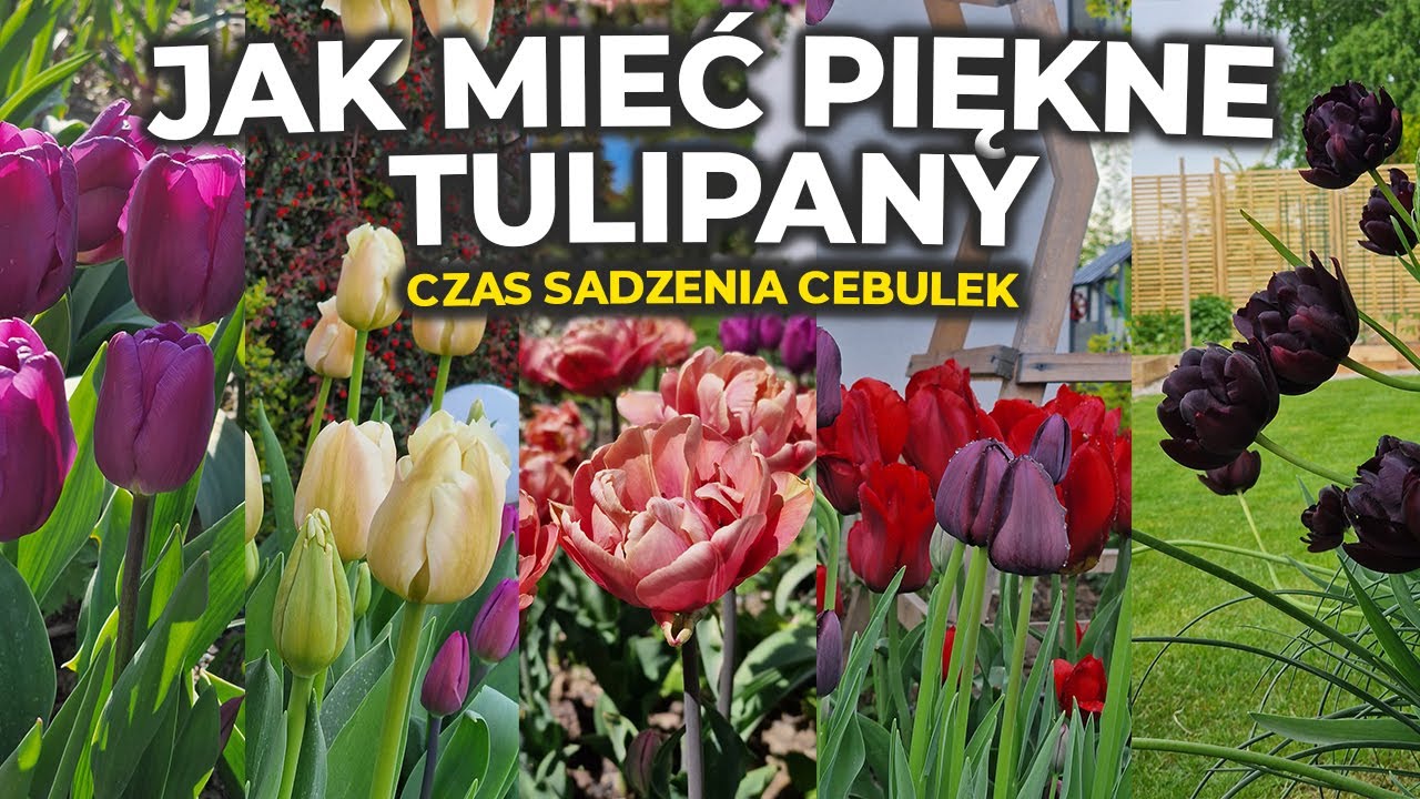 Tulipanowe szaleństwo. Czas sadzenia roślin cebulowych. Rabat na tulipany.