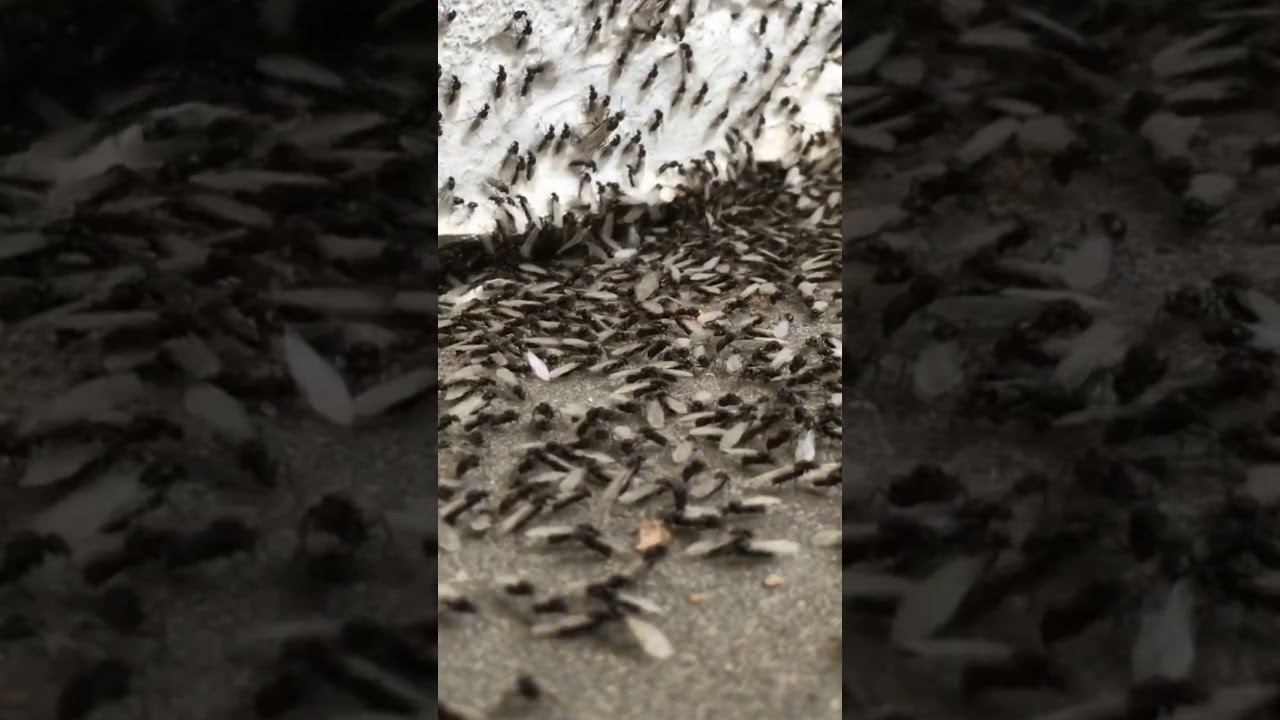 What do Swarming Termites Look Like?   Eastern Subterranean Termites #termites #swarmingtermites