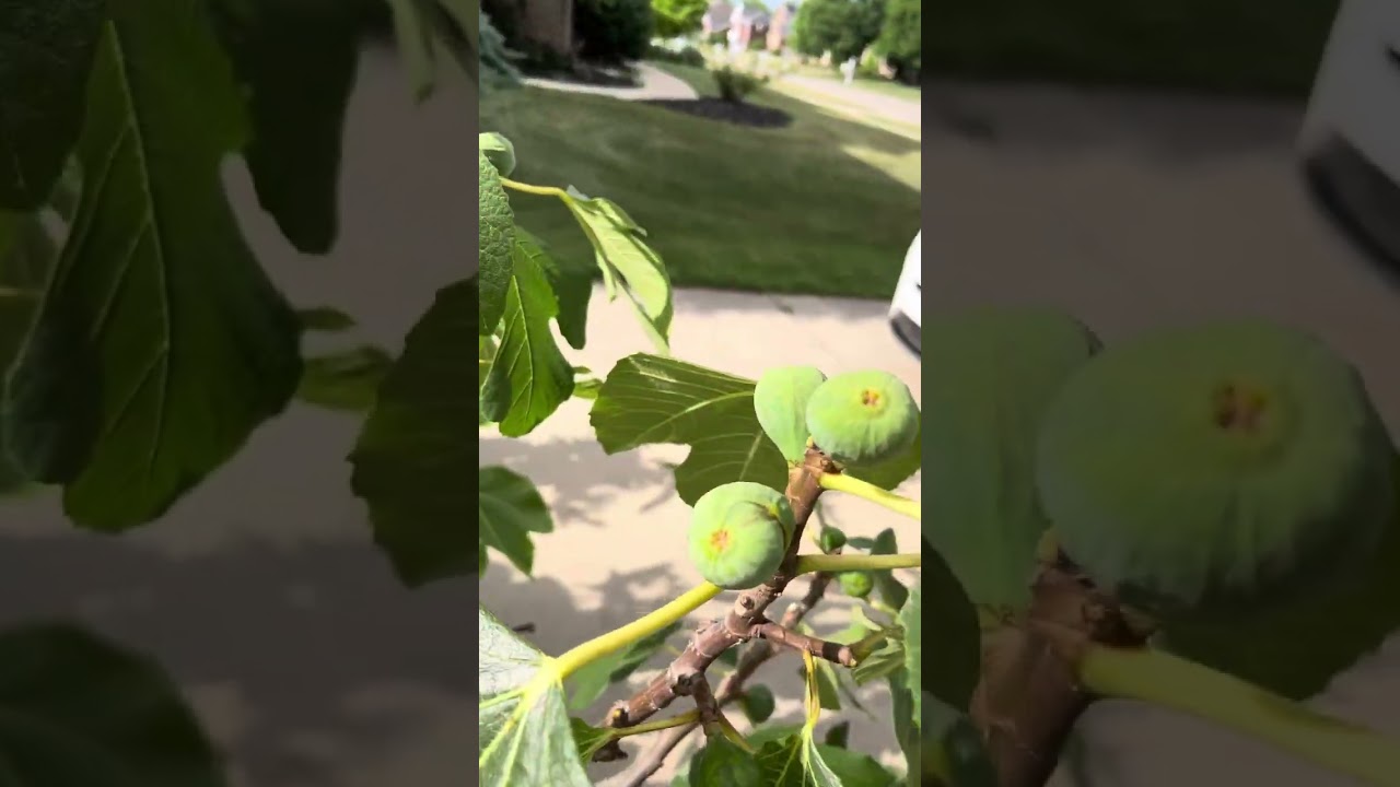 Fig trees June 23 2023. Irene’s Black Greek and Del Cor