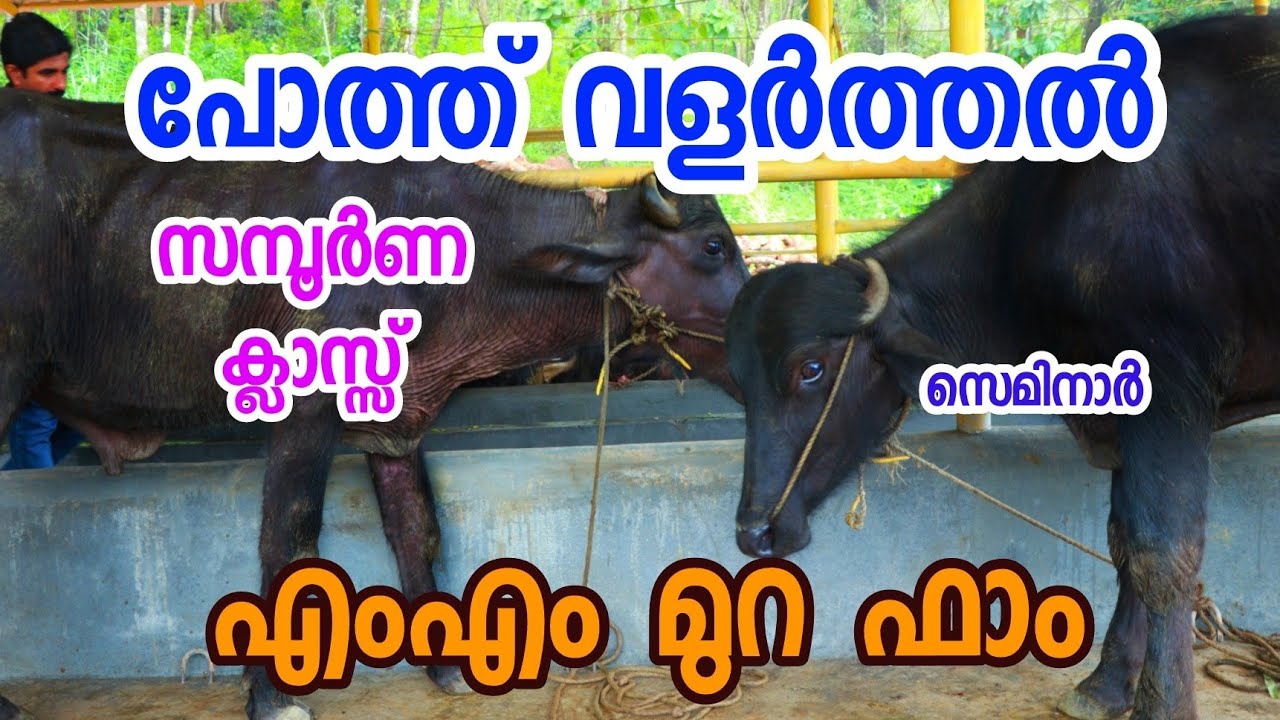 പോത്ത്&zwnj; വളർത്തുന്നവർ അറിയാൻ ! [ECO OWN MEDIA] MM Murah farm training Malayalam 2018
