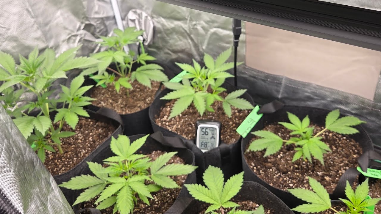 420 Fast Buds Auto Run 🔥UPDATE🔥