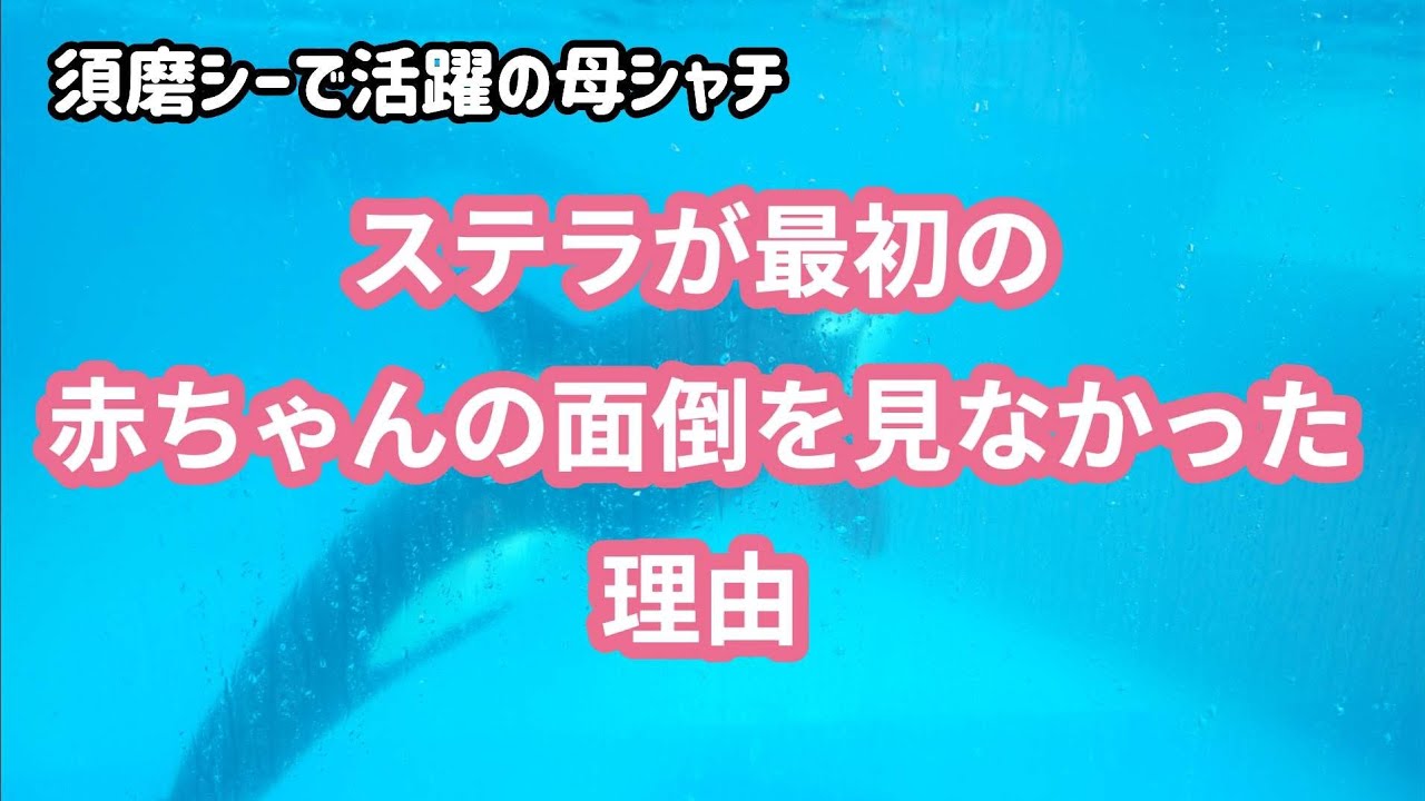 ラビーが危ない！ステラ初めての出産