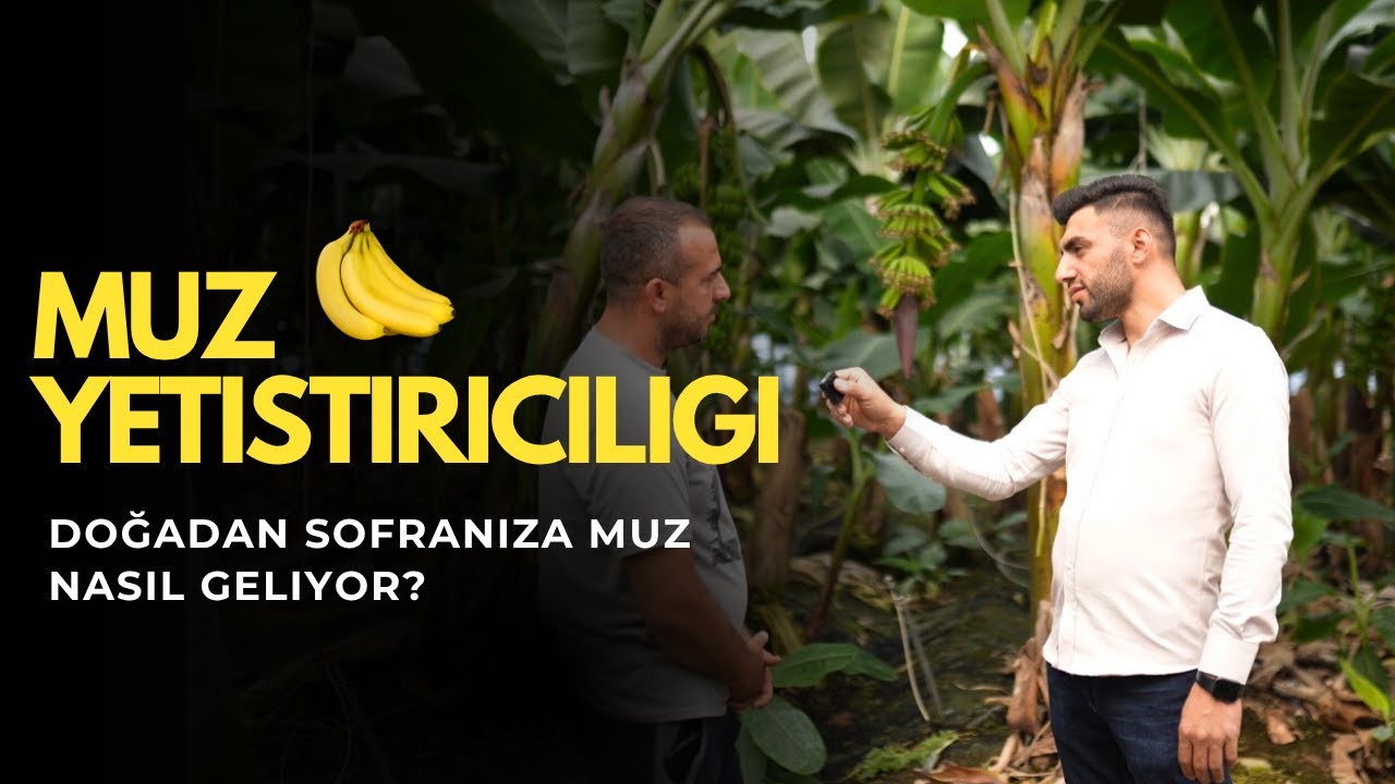 Muz Yetiştiriciliği Nasıl Yapılır? Adım Adım Kurulum ve Bakım Rehberi
