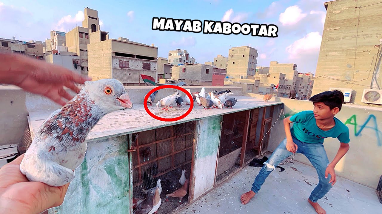 Chohti Dar Kbootar Pakda Humne 😍☝️