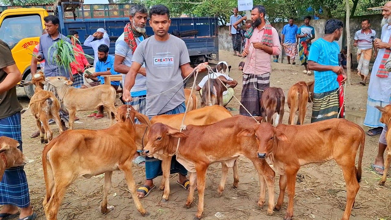 ১০ ফেব্রুয়ারি 2026| সবচেয়ে ছোট্ট ছোট্ট ষাঁড় ও বকনা বাছুরের দাম জানুন | রানীগঞ্জ হাট | থেকে 
