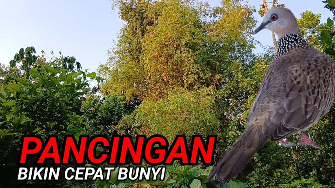 Suara Burung Tekukur Sangat Gacor Pemikat Betina Ampuh Paling Ampuh😱😱