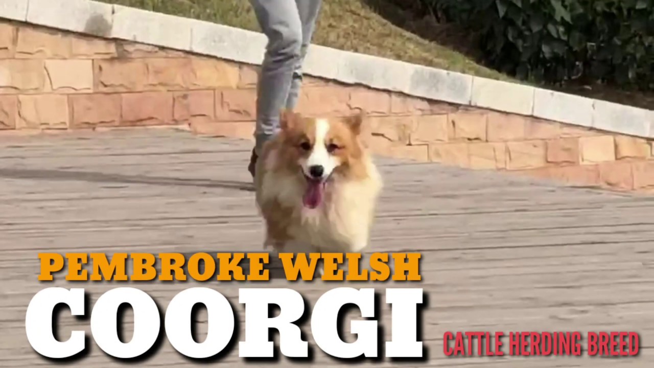 Pembroke Welsh Coorgi: Cattle Hearding Breed. Origin: Prembrokeshire, Wales. Global Locations Only