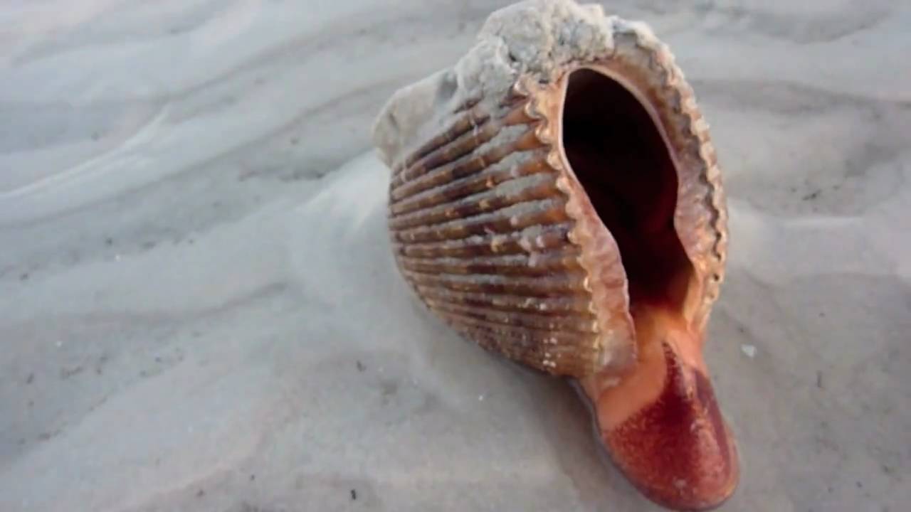 The Cockle Hop.mov