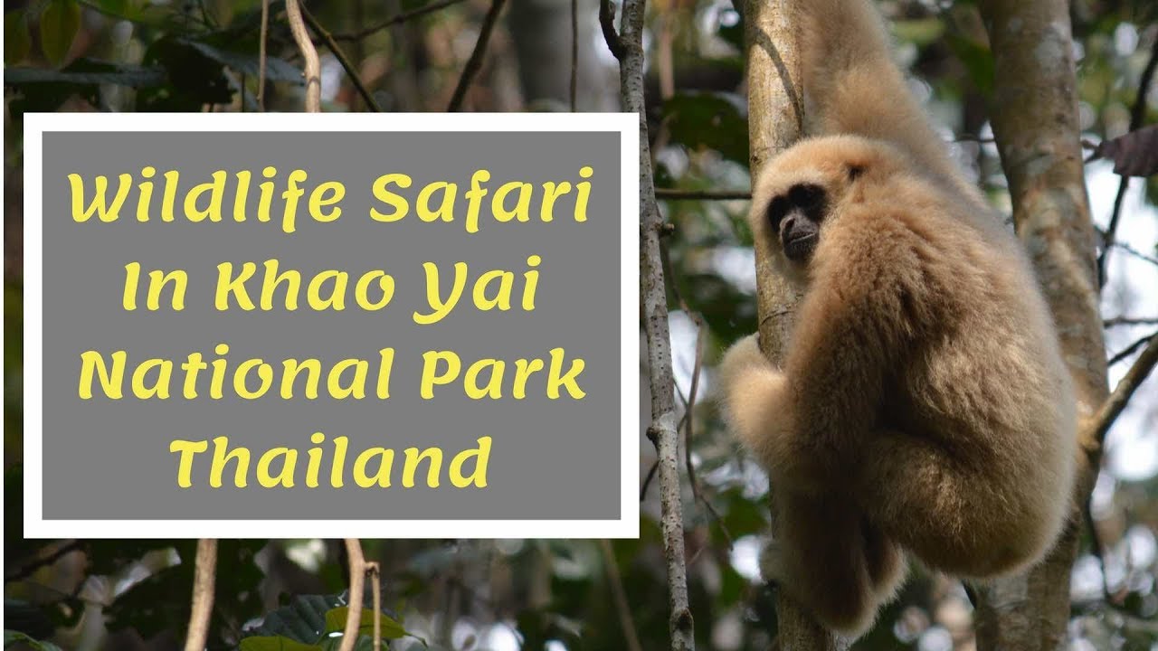 Wildlife Safari Thailand Khao Yai National Park Gibbons Monkeys and Hornbills
