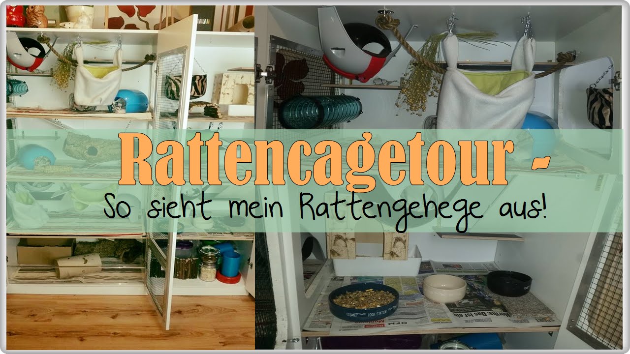 Rattencagetour! Wie sieht mein Rattengehege aus?