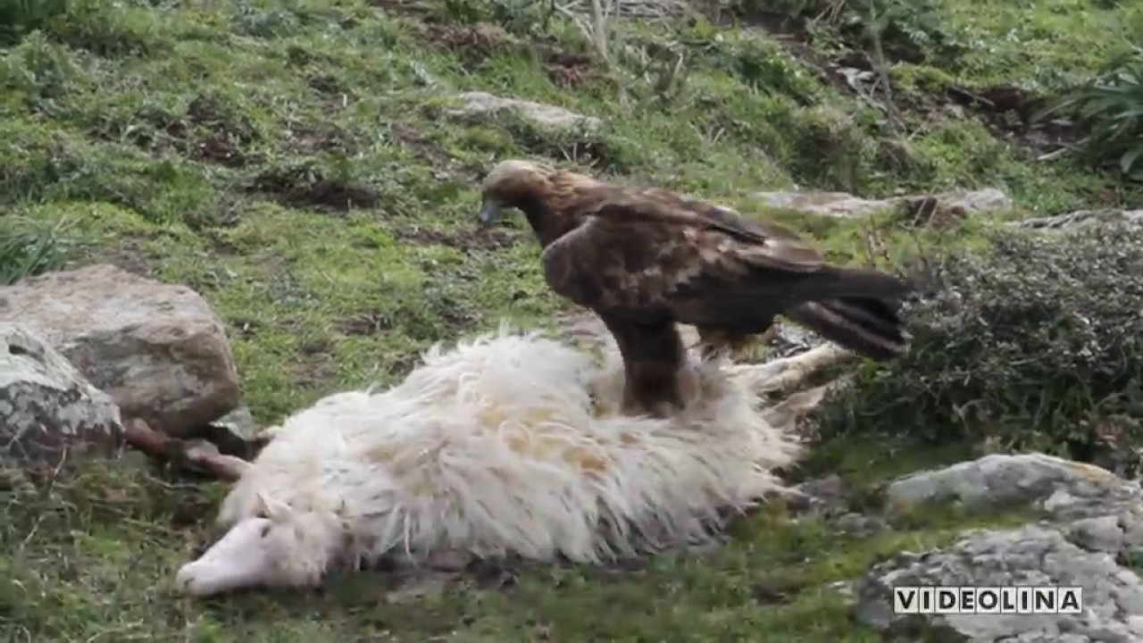 VIDEOLINA - Buone notizie per l'aquila reale  nell' isola esemplari raddoppiati