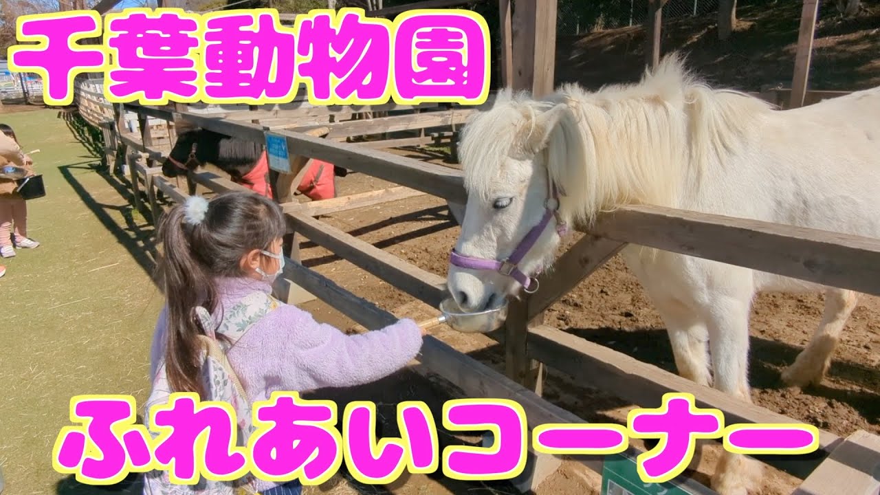 どうぶつ餌やりコーナー【千葉動物園】ポニー、ヤギ、アルパカ、ヒツジふれあい体験✰