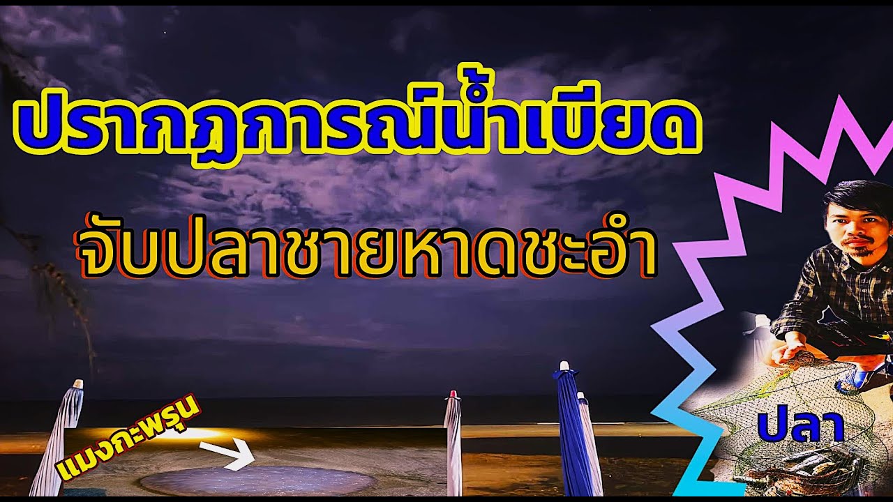 น้ำเบียดชายหาดชะอำ เพชรบุรี  จับปลา หมึก  แมงดา 1ปีมี1ครั้ง  ชายหาดชะอำ ชาวบ้านแห่จับปลาจับสัตว์ทะเล