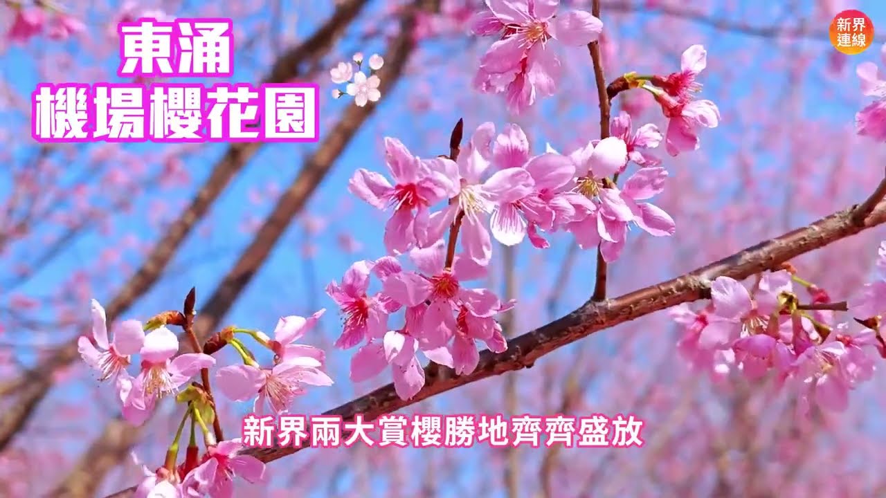 【新界賞櫻勝地】