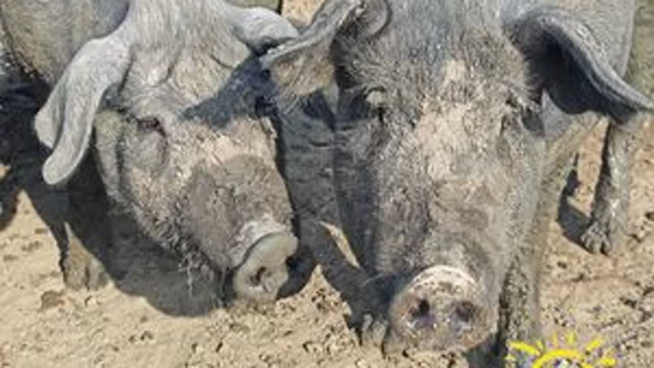 野二代养了两年半，非常稀有，想吃的来！ #土众豪笨养富硒猪肉 #土猪肉 #野二代 #健康猪肉