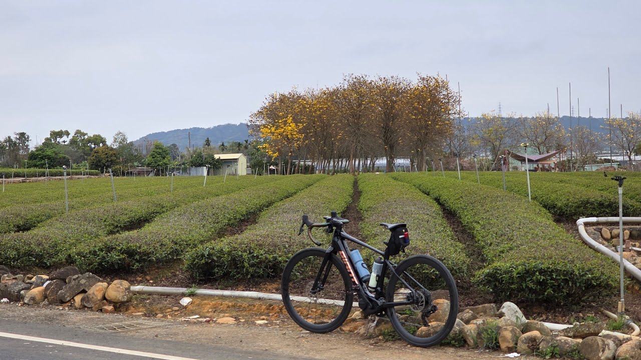 2026.3.10 中投公路～名間黃花風鈴木～田中火車站