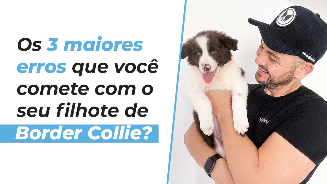 Os 3 maiores erros que cometemos com o filhote de Border Collie