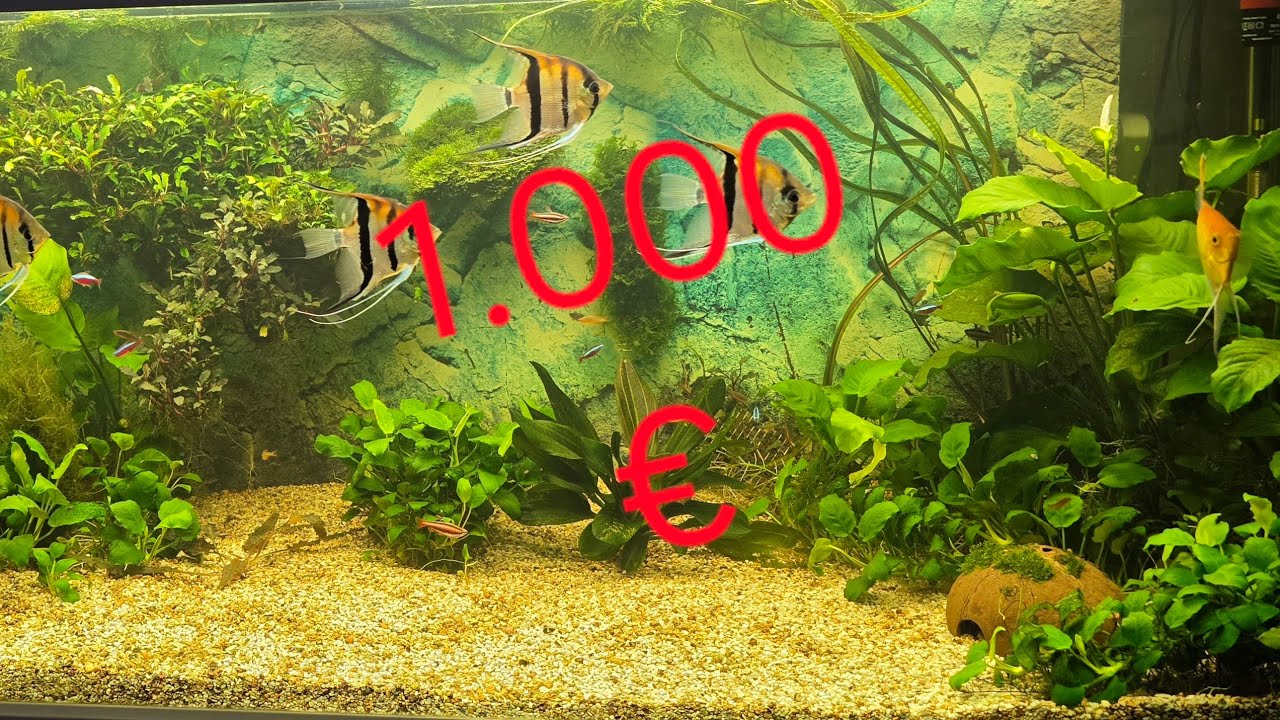 Аквариум мега прополка растений на 1000€ 