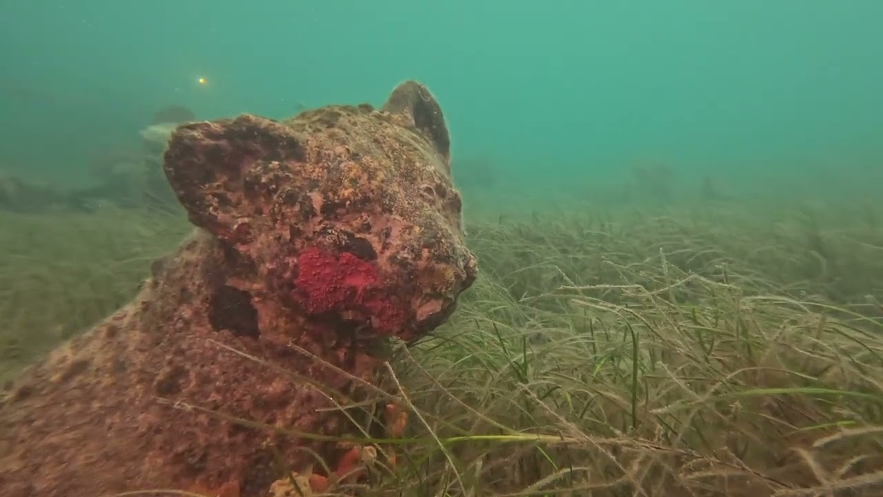 Rye Pier Dive 14/3/2016