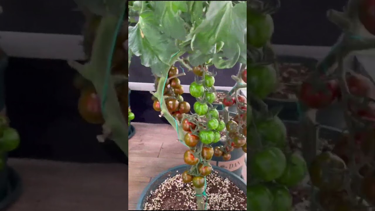 Maximize tomato yields with FC-8000#shorts