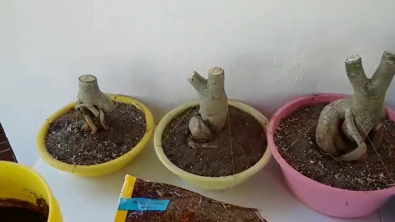 Poda,reproduccion y exposicion de raiz