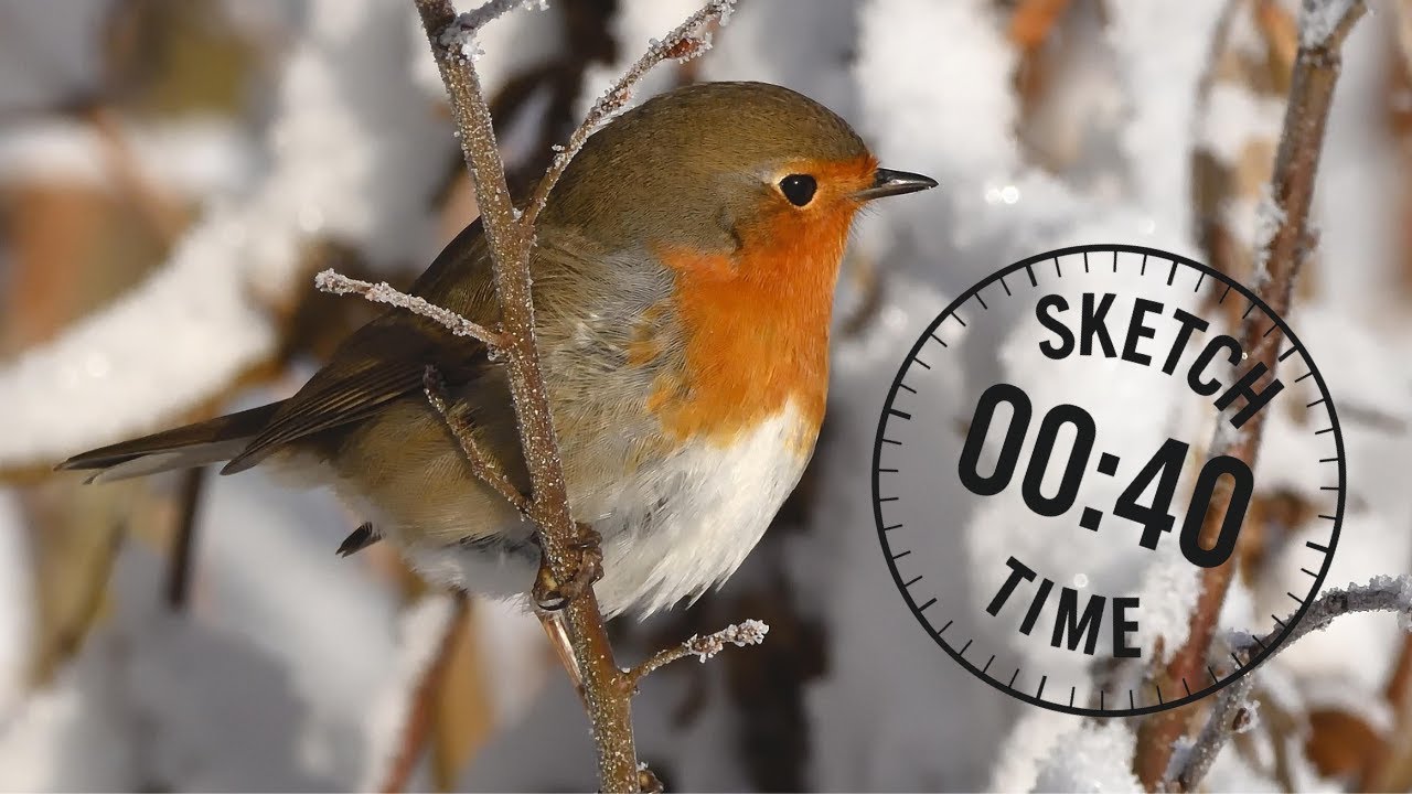 Bird Drawing References: Robin Poses | 40s Drills to Fill your Sketchbook