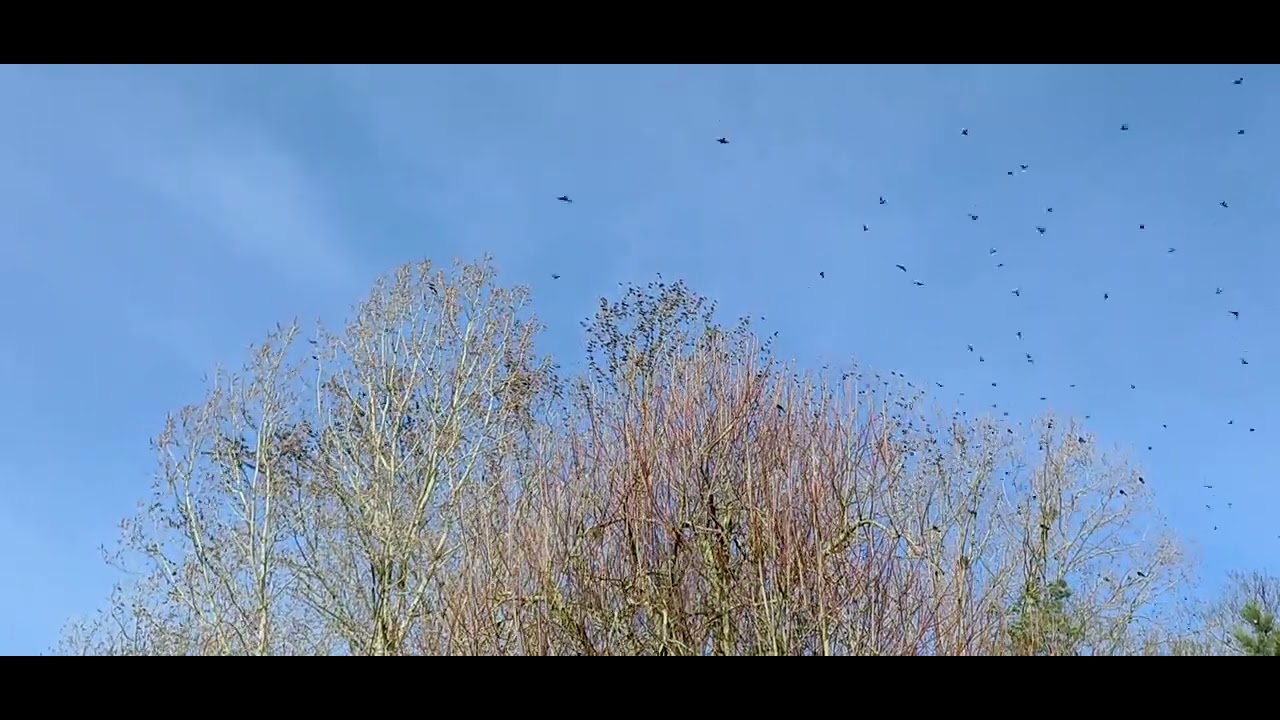 Starlings