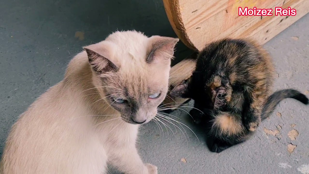 Mãe Gata conversando com filhote