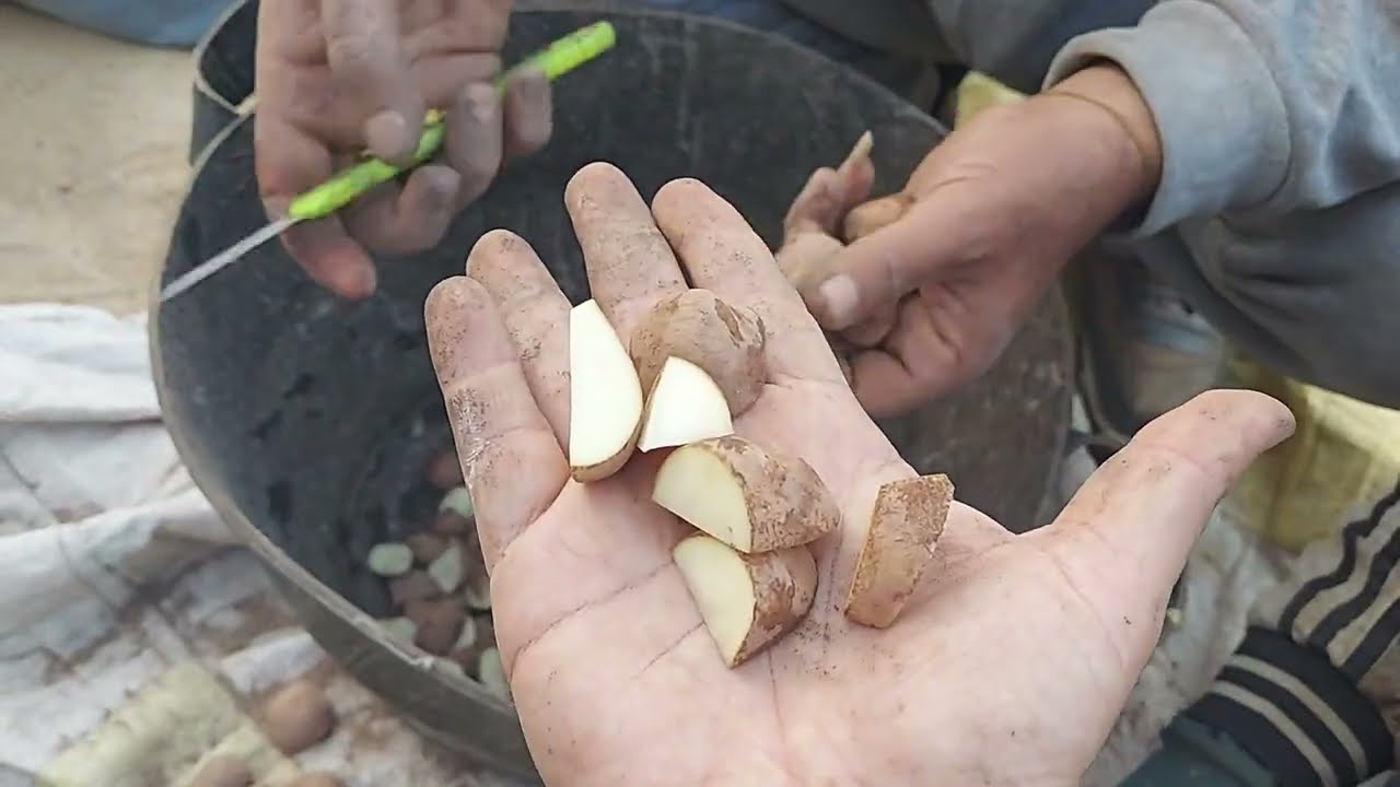 تخريط البطاطس وتوفير اكثر من ٥٠% للفلاح