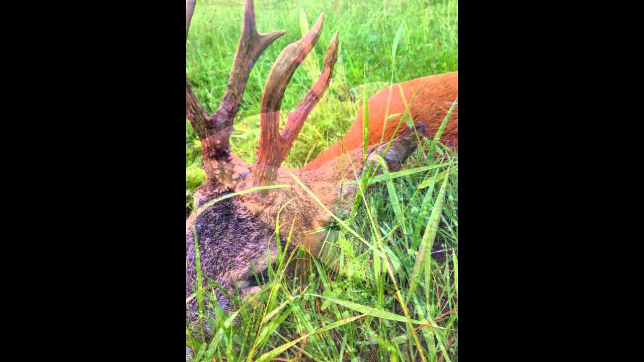 Jagd auf den starken Rehbock in Siebenb&uuml;rgen/Rum&auml;nien Mai 2014