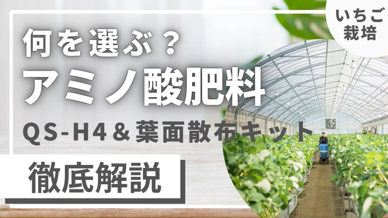 いちご栽培に良いことづくめ！いちご農家さんが選ぶべきアミノ酸肥料