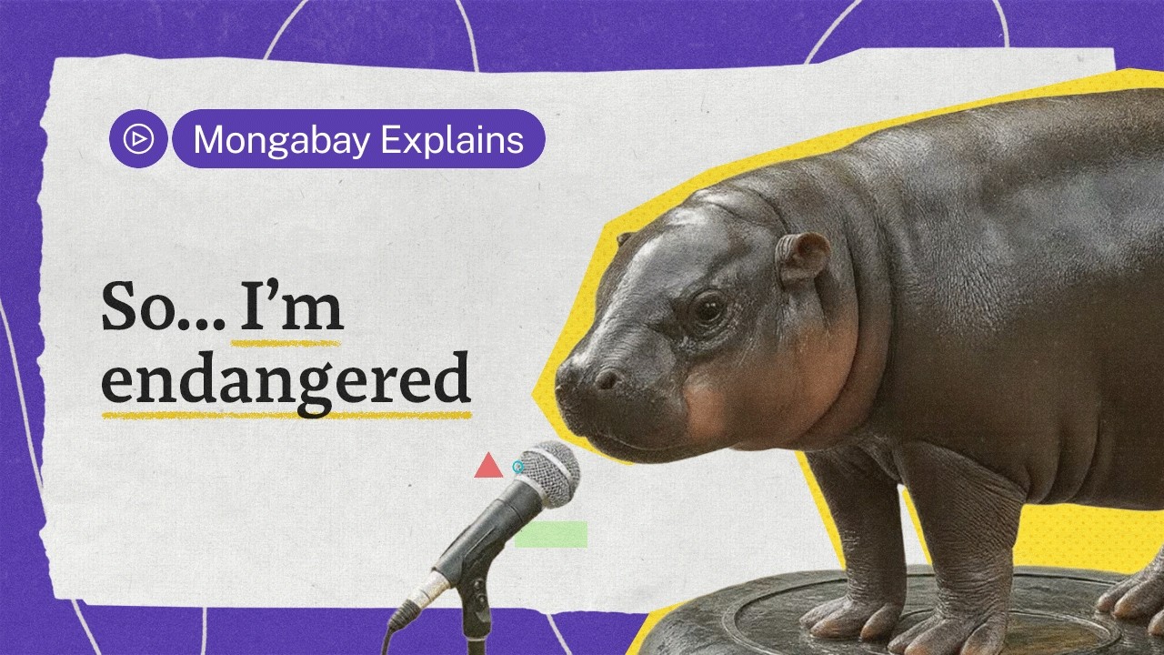 Can memes save a species? Moo Deng has the answer