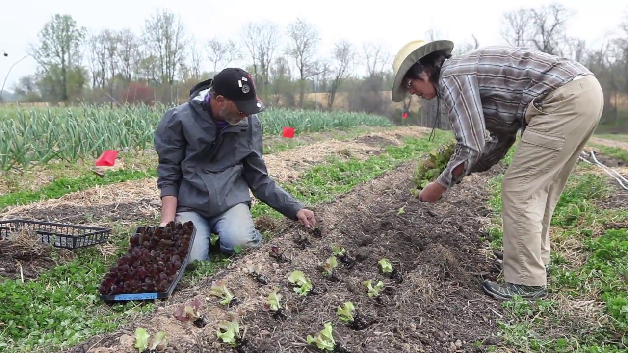Red Wiggler Spring Planting April 2016
