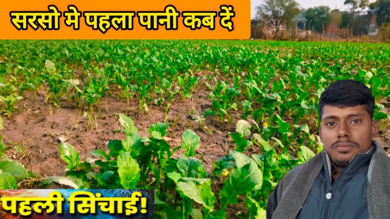 सरसो मे पानी कब दें। #Sarson_me_pani_kab_den #musturd
