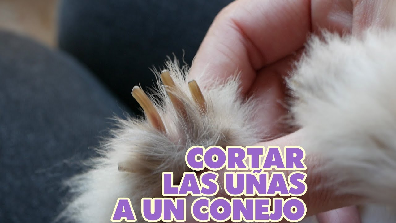 CORTAR UÑAS a CONEJOS ✂️ COMO cortarle las uñas a tu conejo enano