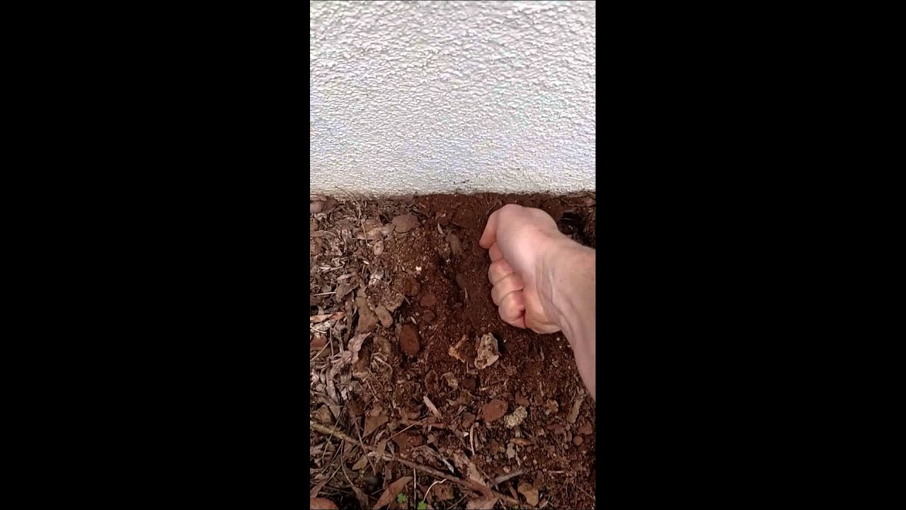 How to set Victor out of sight mole traps part 2