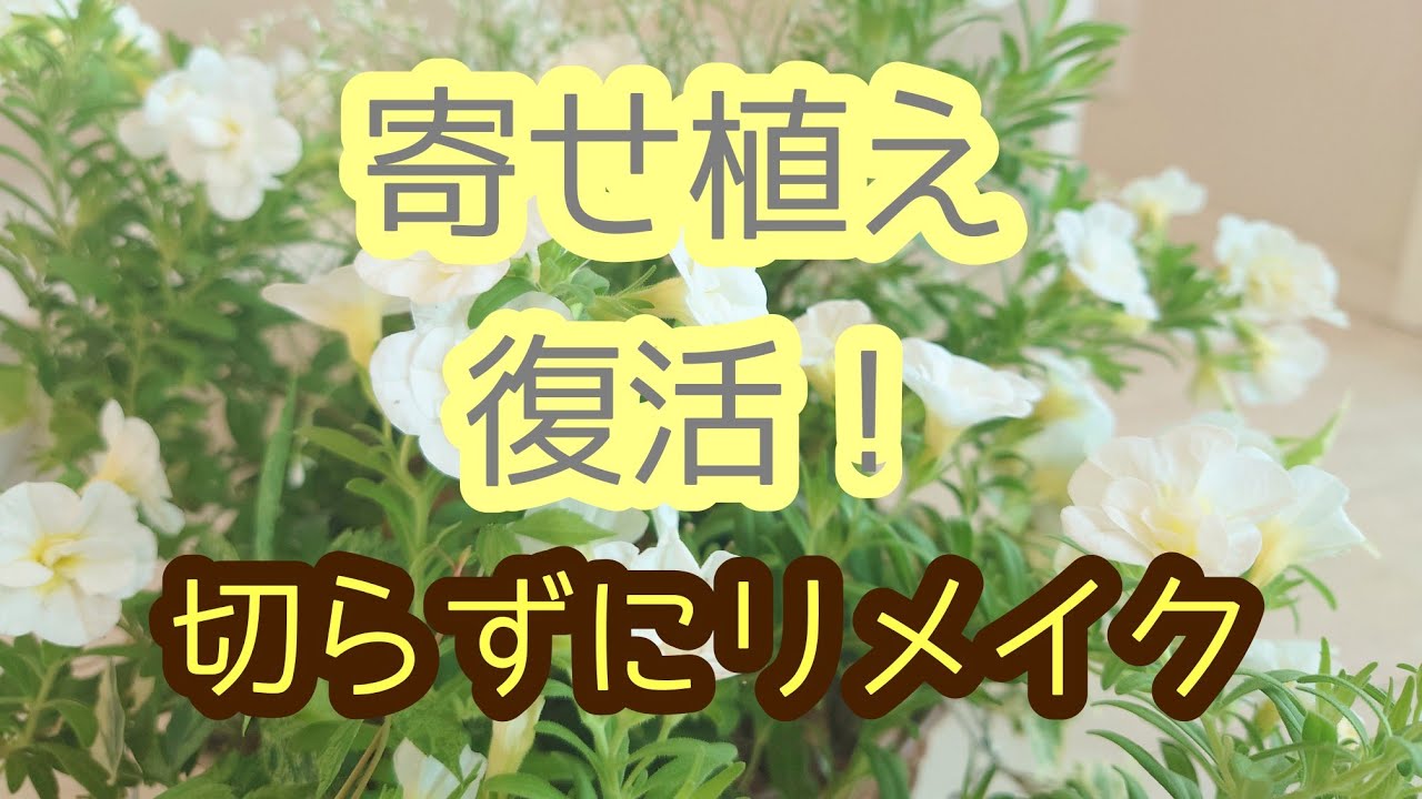 【寄せ植え】伸び過ぎた草花をリメイクして再び楽しむ方法