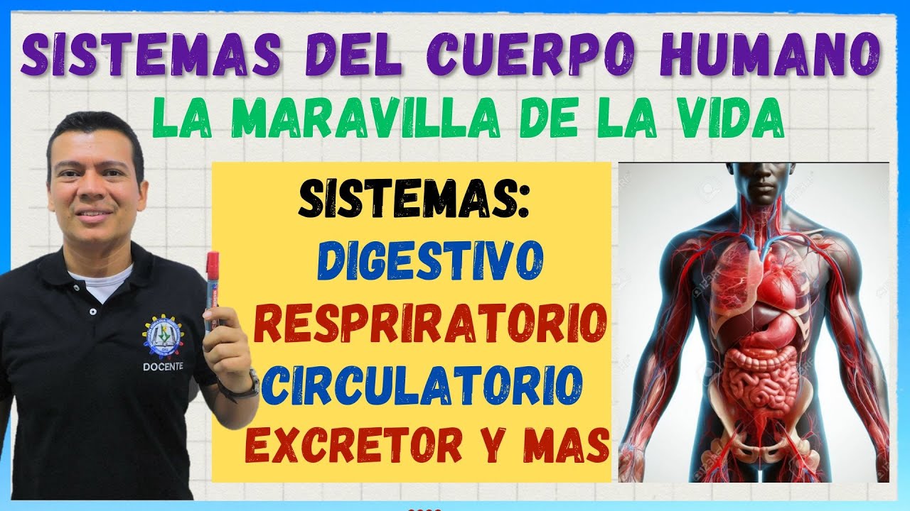 SISTEMAS DEL CUERPO HUMANO.  CONOCE COMO SE INTEGRAN EL SISTEMA DIGESTIVO, RESPIRATORIO, CIRCULA...