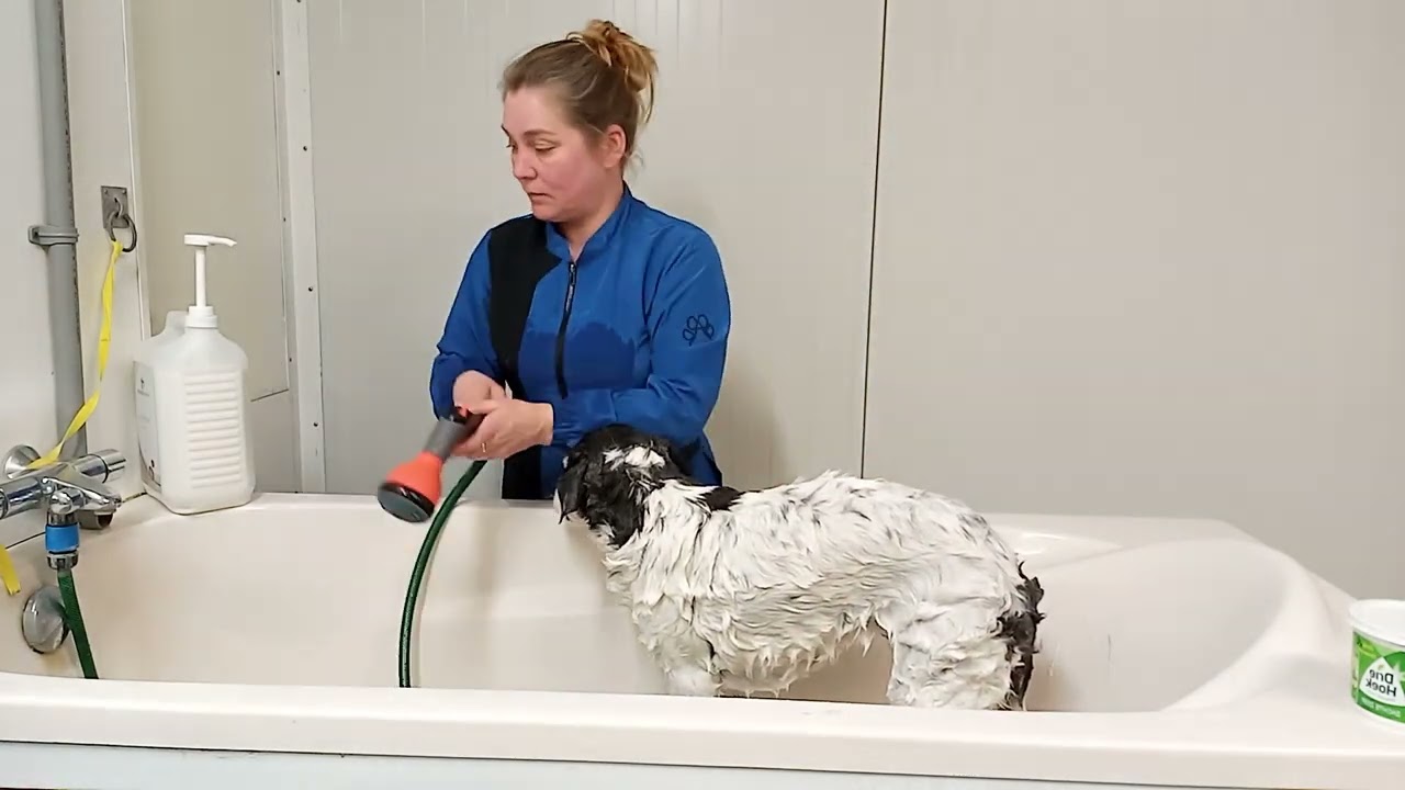 Je hond wassen