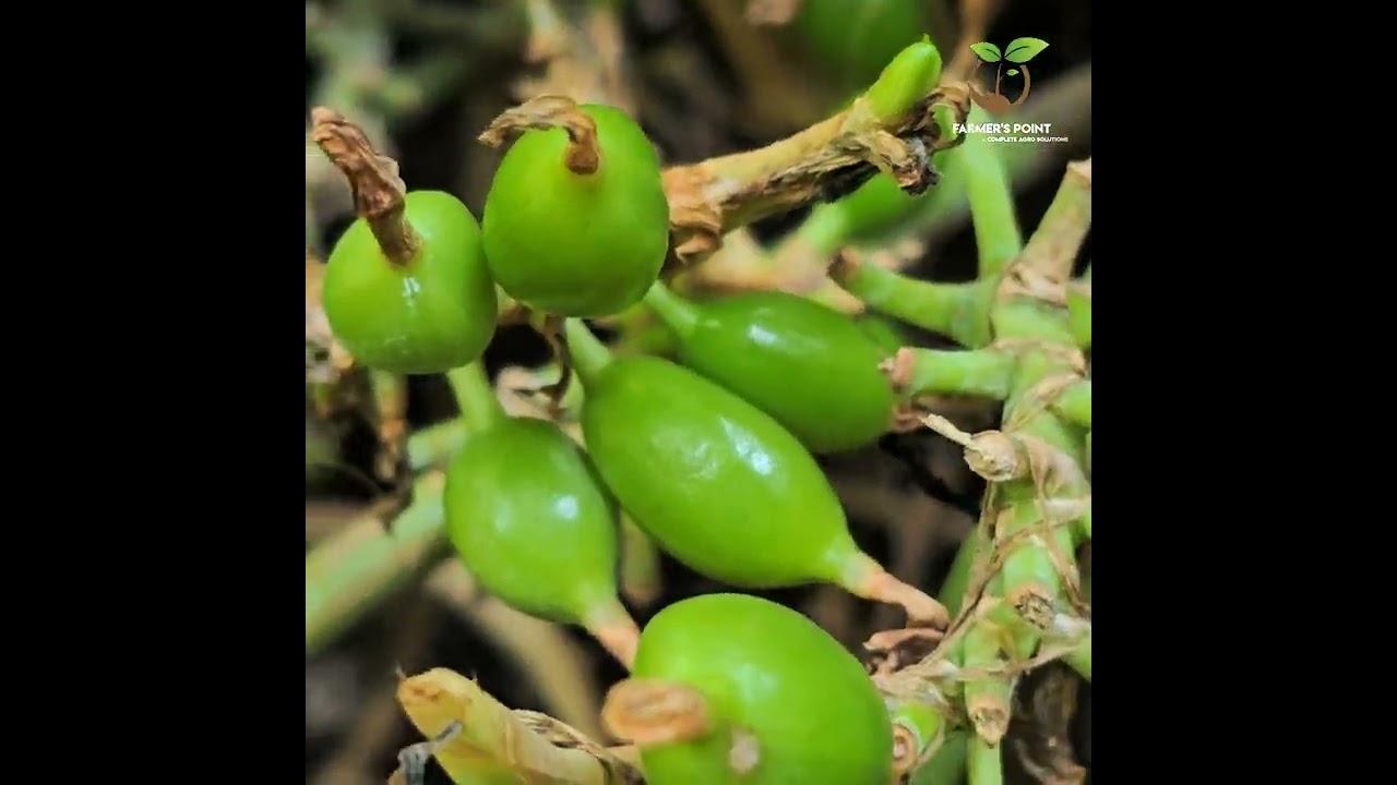 🌱ഏലത്തിന്റെ വേനൽക്കാല പരിചരണം...🌱