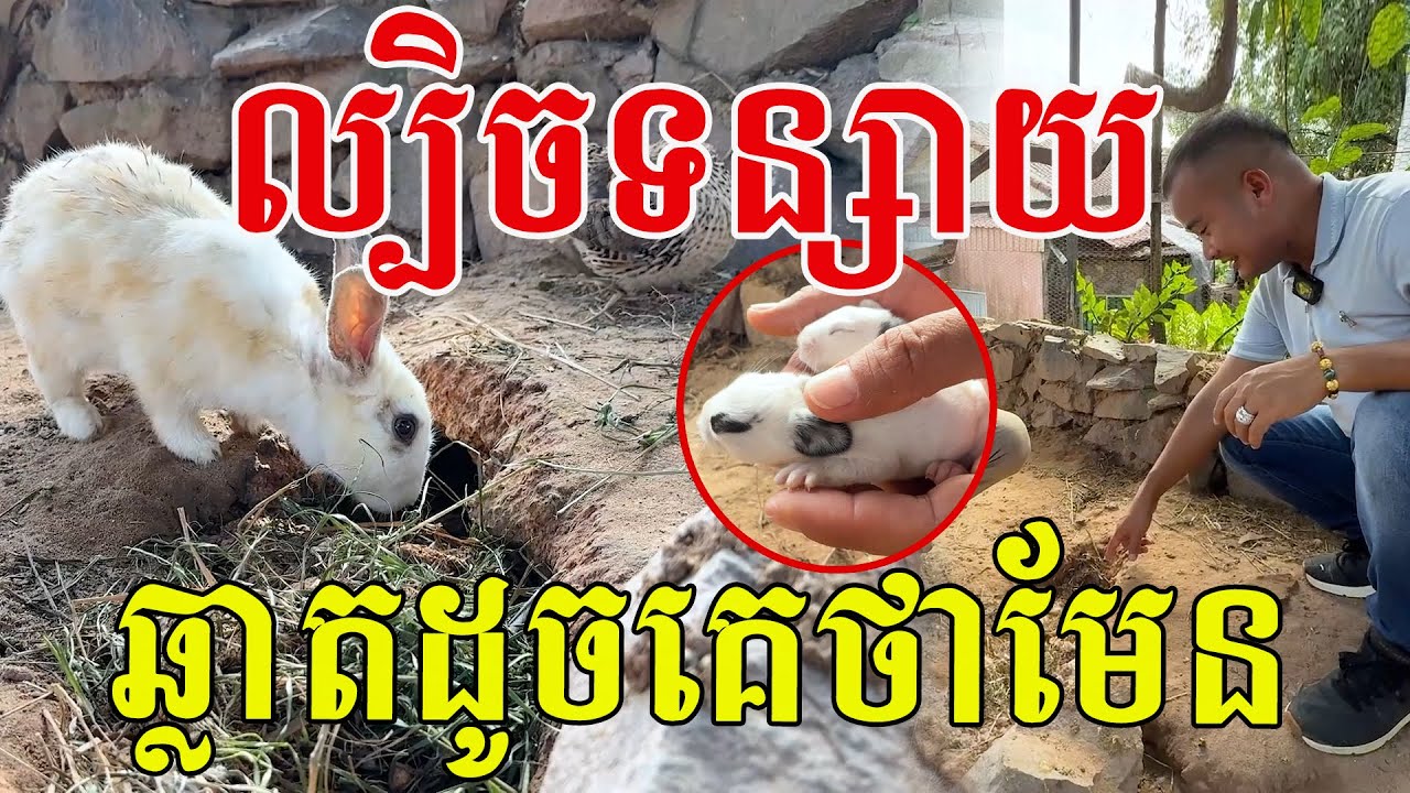 ប្រាជ្ញាទន្សាយ ឆ្លាតដូចគេថាមែន ខ្យូតៗគួរឱ្យស្រលាញ់
