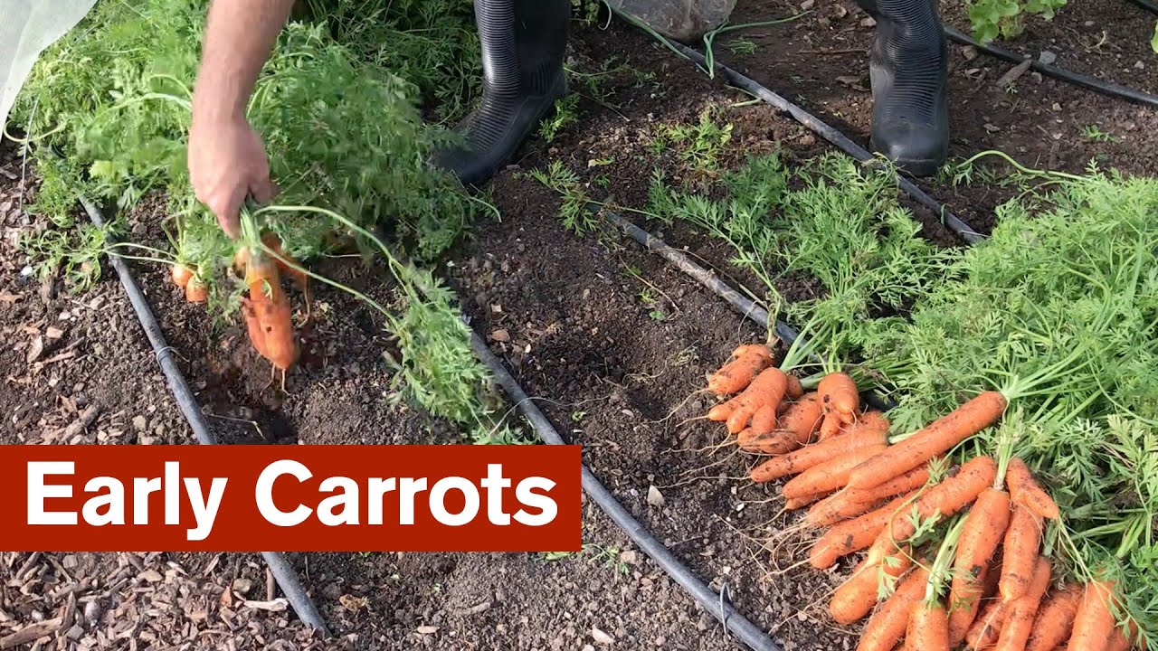 Mixed Success With Early Carrots