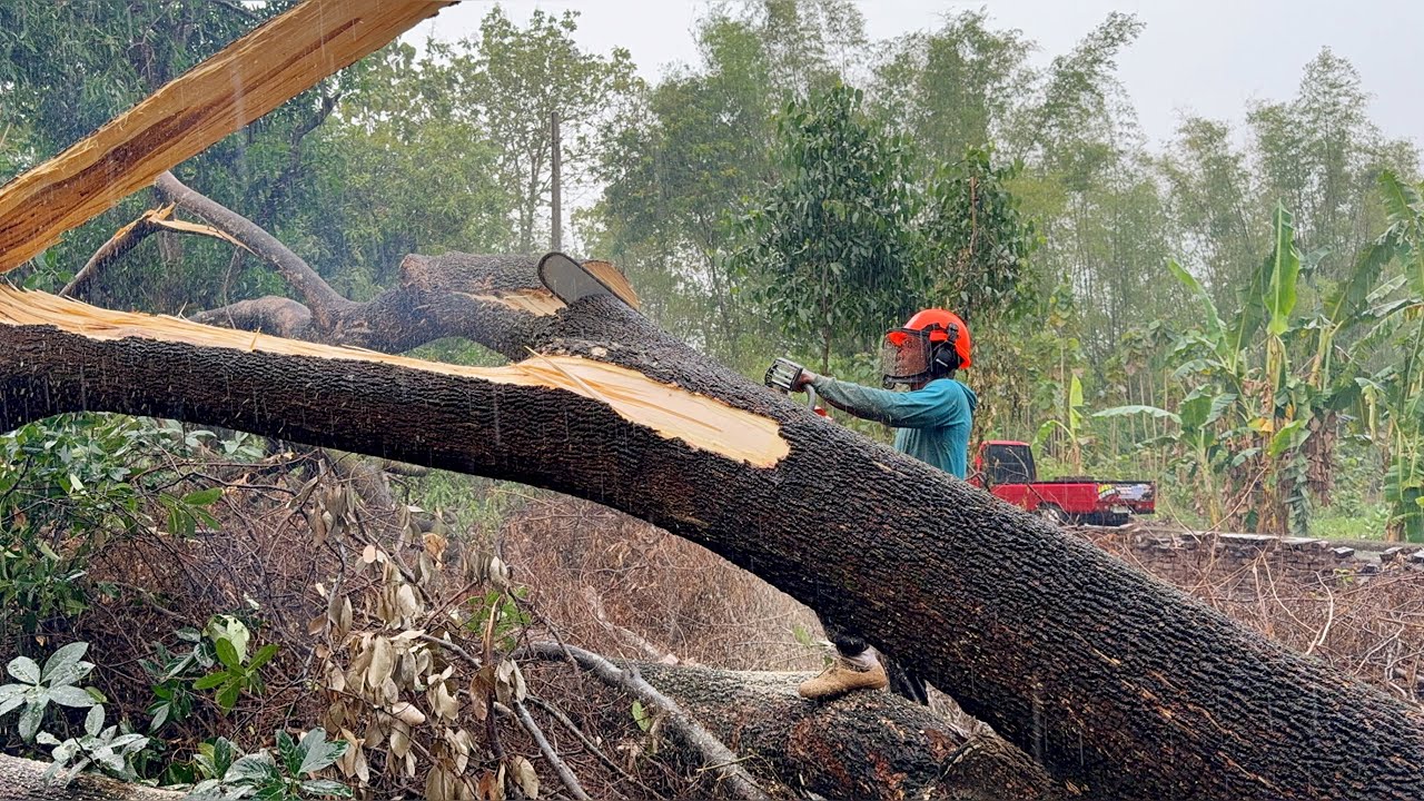 Must be completed... Rain and wind came when these 2 trees were cut down‼️